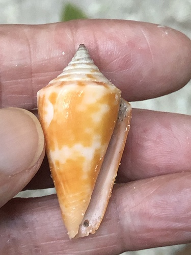 Conus scalaris image
