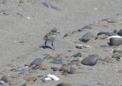 Charadrius falklandicus
