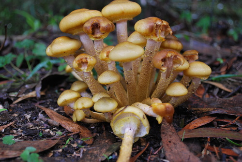 Armillaria luteobubalina Watling & Kile