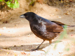 Molothrus bonariensis