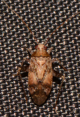 Phytocoris breviusculus
