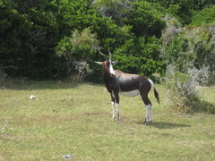 Damaliscus pygargus pygargus