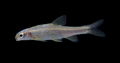 Devils River Minnow photo 2