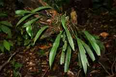 Anthurium gracile