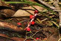 Anthurium gracile