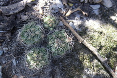 Coryphantha nickelsiae