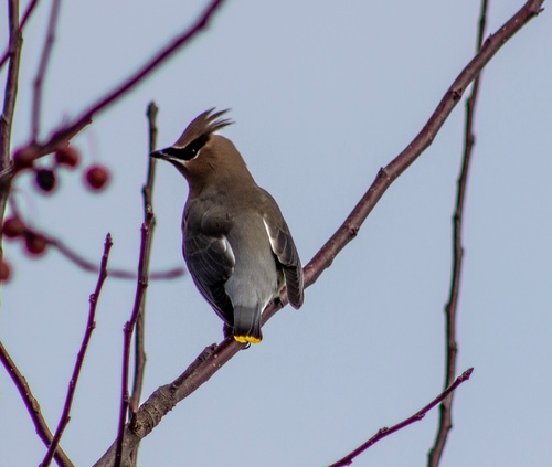 Cedar Waxwing photographed in Arkansas