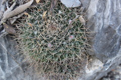 Mammillaria melanocentra melanocentra