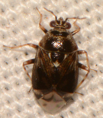 Deraeocoris nebulosus