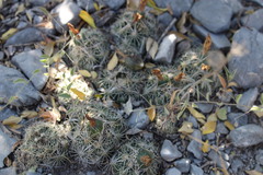 Coryphantha nickelsiae