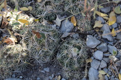 Coryphantha nickelsiae