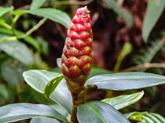 Costus spiralis