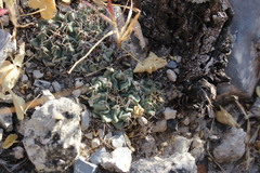 Thelocactus rinconensis rinconensis