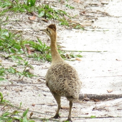 Rhynchotus rufescens