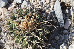 Thelocactus rinconensis rinconensis