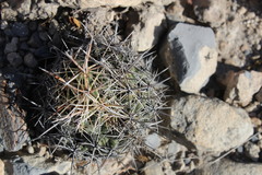 Coryphantha salinensis