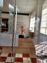 Callopistria floridensis