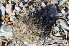 Coryphantha salinensis