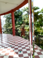 Callopistria floridensis