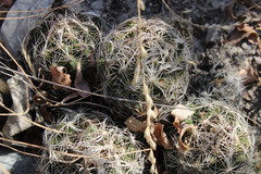 Coryphantha nickelsiae