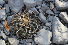 Thelocactus rinconensis rinconensis