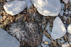 Coryphantha nickelsiae