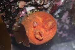 Halocynthia aurantium