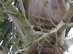 Arecaceae