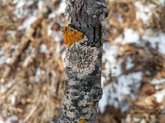 Marchandiomyces corallinus