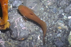 Liparis mucosus