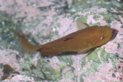 Liparis mucosus