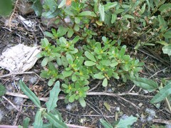Portulaca oleracea