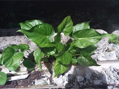Alocasia cucullata