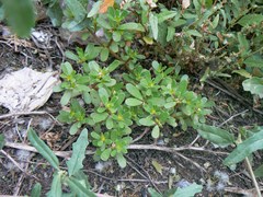Portulaca oleracea