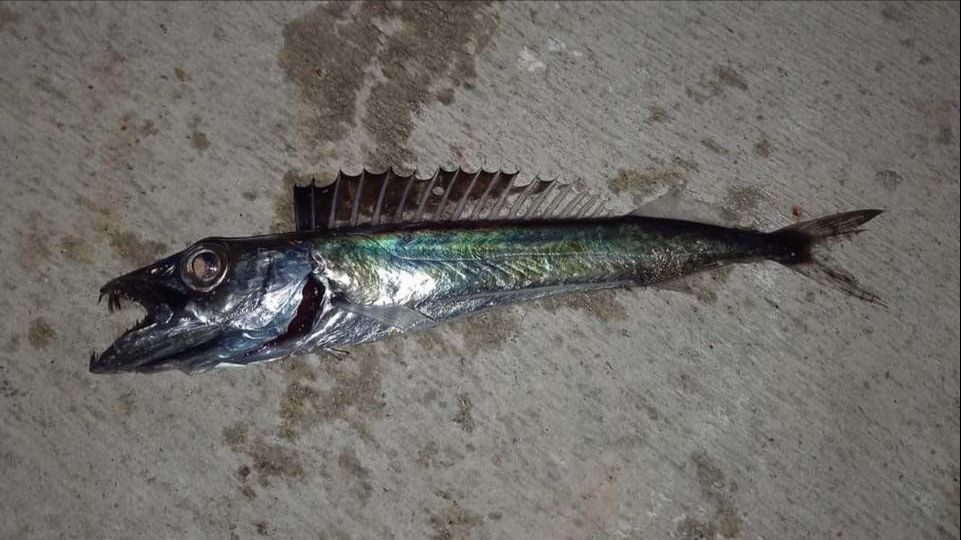 Roudi Escolar