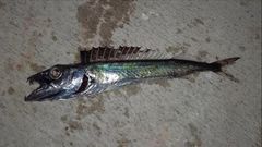 Roudi Escolar photo 1