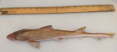 Smalleye Smooth-Hound photo 2