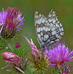 Melanargia russiae