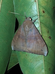Ophisma