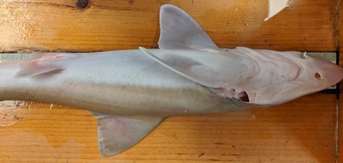 Smalleye smooth hound (Mustelus higmani) — Triakidae — 5