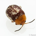Sumac Flea Beetle - Photo (c) petekleinhenz, some rights reserved (CC BY-NC), uploaded by petekleinhenz