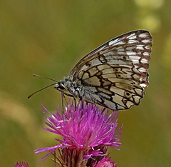Melanargia russiae