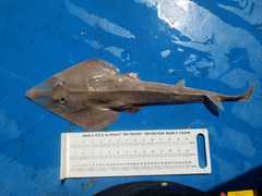 Pseudobatos percellens