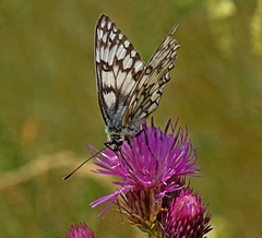 Melanargia russiae