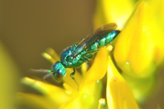 Temnosoma