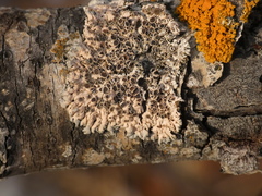 Marchandiomyces corallinus