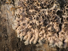 Marchandiomyces corallinus