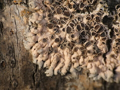 Marchandiomyces corallinus