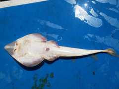 Pseudobatos percellens