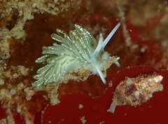 Diaphoreolis viridis